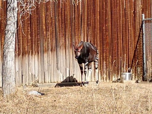 Museum «Tropical Discovery», reviews and photos, 2900 E 23rd Ave, Denver, CO 80205, USA