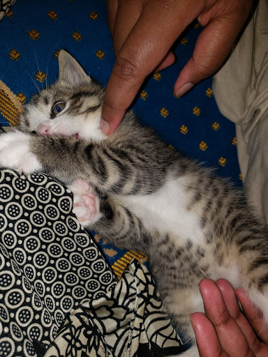 Pet Store «Animal Kingdom», reviews and photos, 436 Main St, East Orange, NJ 07018, USA