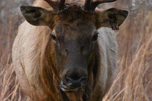 Nature Preserve «Elk and Bison Prairie», reviews and photos, Elk & Bison Prairie Rd, Golden Pond, KY 42211, USA