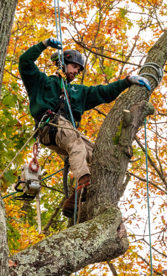  alt='Working with Potomac River Arborists was a pleasure. The process was seamless from estimate to completion of the work'