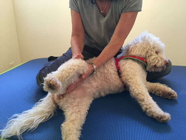Hunde Physiotherapie - Muttenz