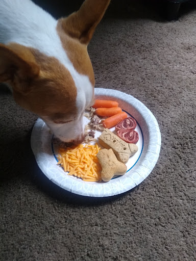 Pet Supply Store «PetSmart», reviews and photos, 47142 Michigan Ave, Canton, MI 48188, USA