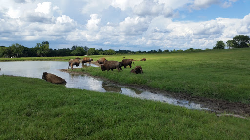 Zoo «Tupelo Buffalo Park & Zoo», reviews and photos, 2272 Coley Rd, Tupelo, MS 38801, USA