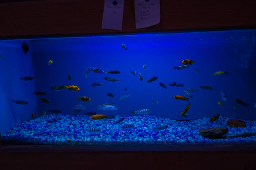 Tropical Fish Store «Ocean Aquarium», reviews and photos, 6820 E Black Horse Pike, Egg Harbor Township, NJ 08234, USA