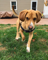 Paw Pals Pet Services - Photo 4 - Car repair in , Staten Island