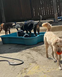 DoGone Fun! - Car repair in Chicago, IL, Chicago - Rated 4.2/5