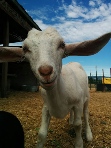 Farm «Bella Organic Farm», reviews and photos, 16205 NW Gillihan Rd, Portland, OR 97231, USA