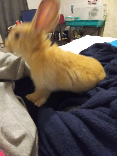 Pet Store «Petland», reviews and photos, 351 Diederich Blvd, Ashland, KY 41101, USA