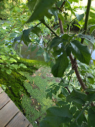 Photo n°32 de La Guinguette de Giverny. Restaurant saisonnier sans réservation. à Giverny ()