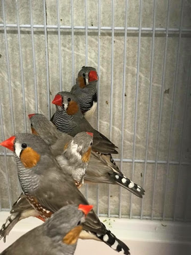 Bird Shop «Paterson Bird Store», reviews and photos, 13 Furler St # 1, Totowa, NJ 07512, USA