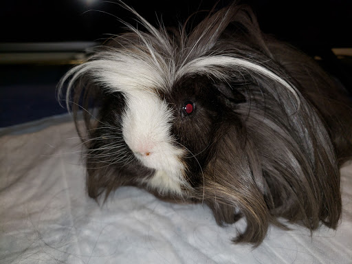 Pet Store «Pet Ranch», reviews and photos, 4411 Kingwood Dr, Kingwood, TX 77339, USA