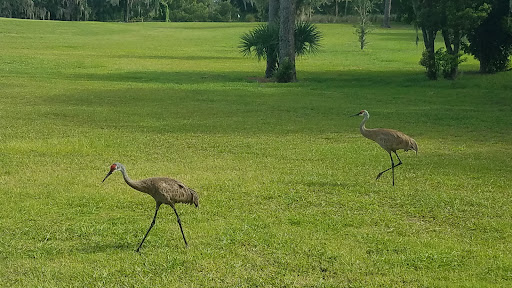 Golf Course «Tarpon Springs Golf Course», reviews and photos, 1310 S Pinellas Ave, Tarpon Springs, FL 34689, USA