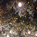 Photo n°5 de l'avis de Michele.. fait le 19/01/2024 à 20:17 sur le  Ristorante Pizzeria Capri à Pieve a Nievole