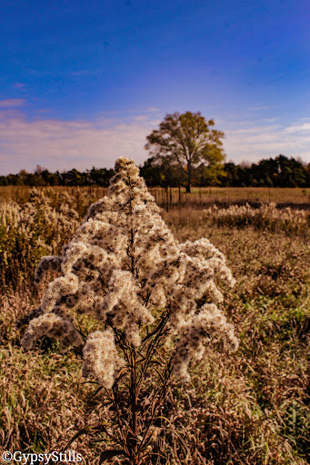 Nature Preserve «Al Sabo Land Preserve», reviews and photos, 6310 Texas Dr, Kalamazoo, MI 49009, USA