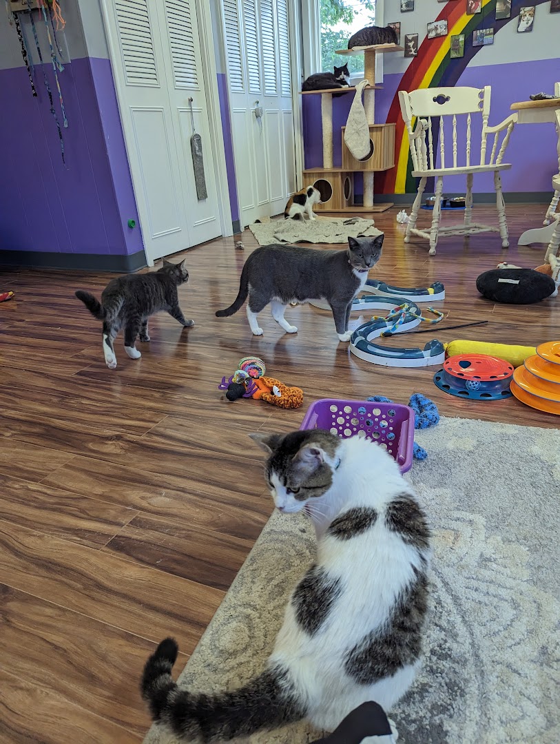 Kzoo Cat Cafe and Rescue