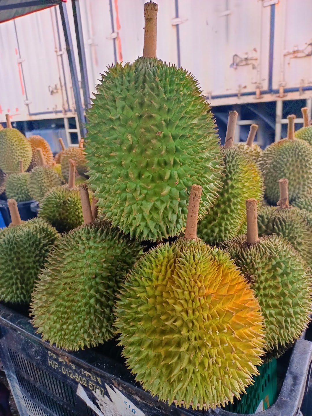 Izhar Durian Murah Melaka