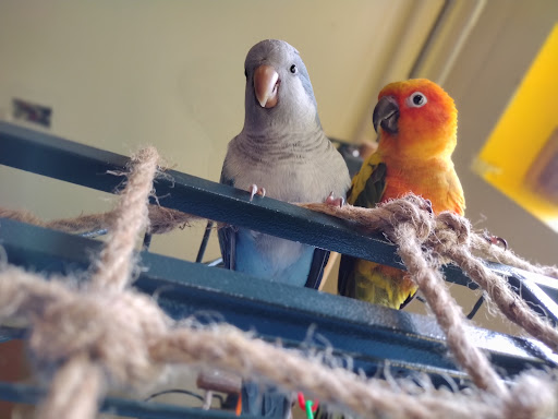 Pet Store «Pets Plus-Reptiles & Exotic», reviews and photos, 421 West Ave, Lockport, NY 14094, USA