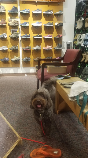 Outdoor Sports Store «Alpine Shop - Kirkwood, MO», reviews and photos, 440 N Kirkwood Rd, Kirkwood, MO 63122, USA