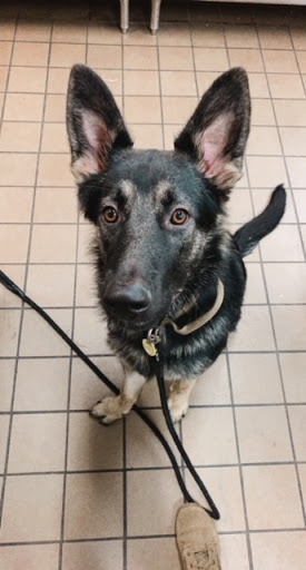 Pet Store «The Dog Dive», reviews and photos, 1613 Riverview Dr, Kalamazoo, MI 49004, USA