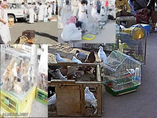 سوق الطيور – حراج السبت 