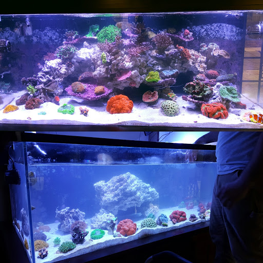 Pet Store «Sho Tank Aquariums», reviews and photos, 433 N Lake St, Mundelein, IL 60060, USA