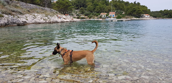 Valdarke Dog Beach