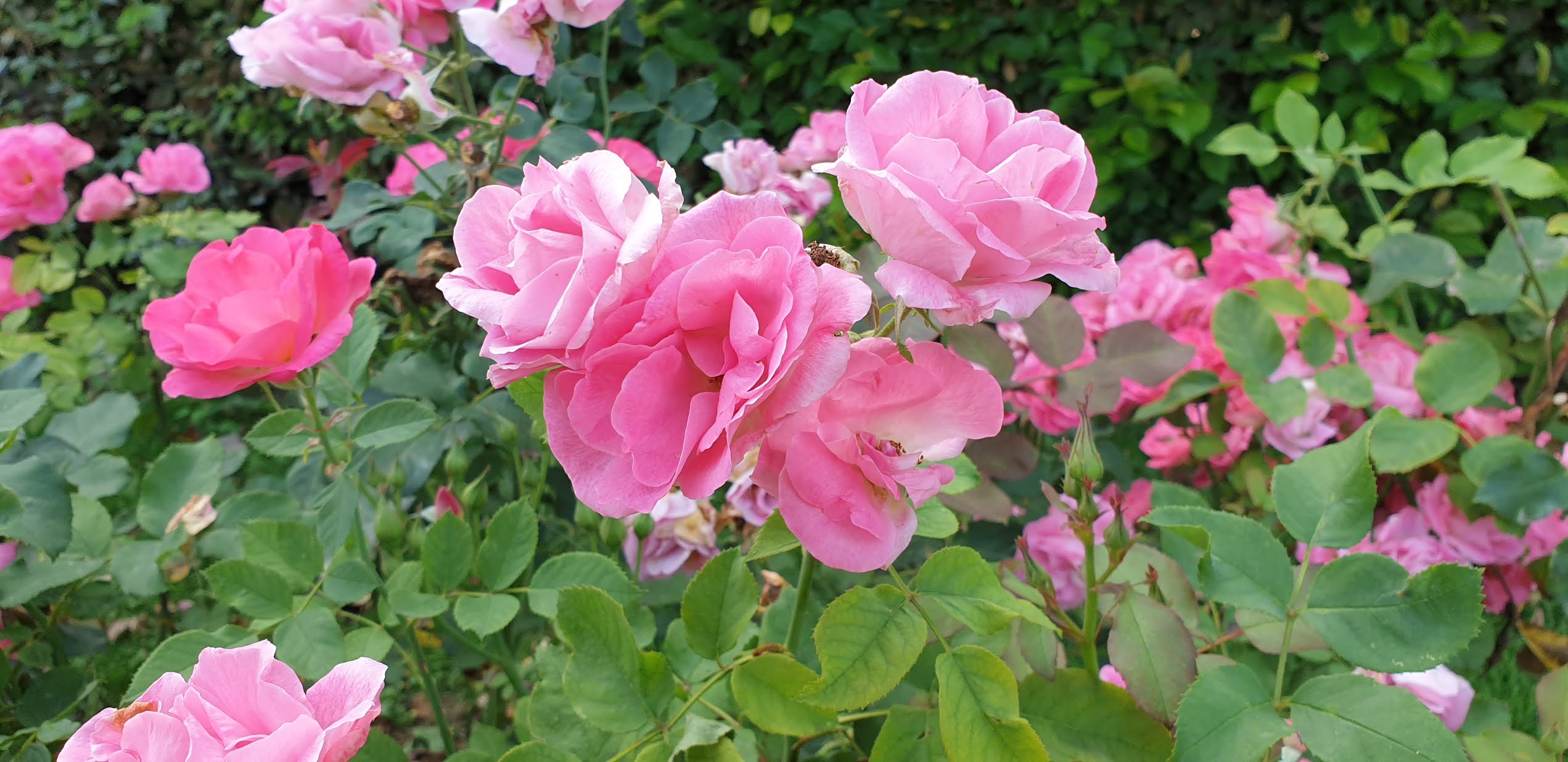 Photo n° 4 de l'avis de Paul.e fait le 10/09/2020 à 16:18