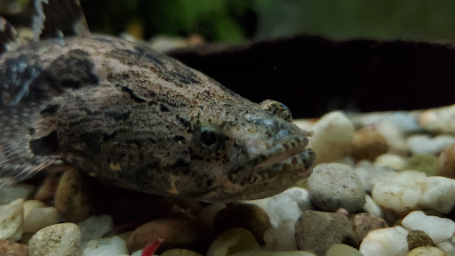 Pet Store «Birds & Beasts Pet Shop», reviews and photos, 35 Berkshire Dr # 18, Crystal Lake, IL 60014, USA