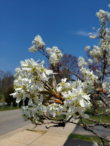 Park «Gough Park», reviews and photos, 9300 Honeygo Blvd, Perry Hall, MD 21128, USA