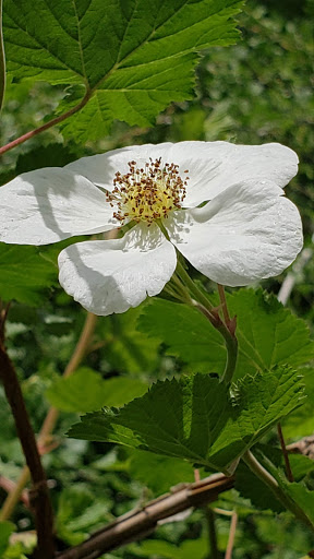 Museum «Hiwan Homestead Museum», reviews and photos, 4208 Timbervale Dr, Evergreen, CO 80439, USA