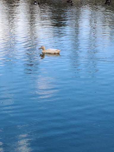 Nature Preserve «Wilson Springs Ponds», reviews and photos, 3209-3507 S Powerline Rd, Nampa, ID 83686, USA
