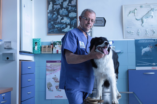 Pensioni per cani e dog hotel a Ospedale Veterinario Santa Fara