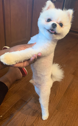 Pet Supply Store «PetSmart», reviews and photos, 1421 Carl D Silver Parkway, Fredericksburg, VA 22401, USA