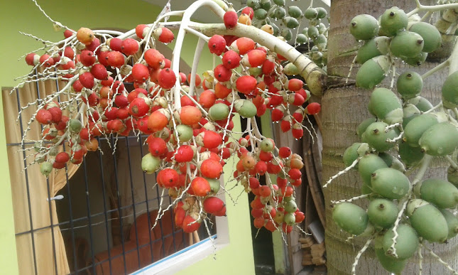 Opiniones de La Esquina Bajo El Arbol en Nueva Loja - Cafetería