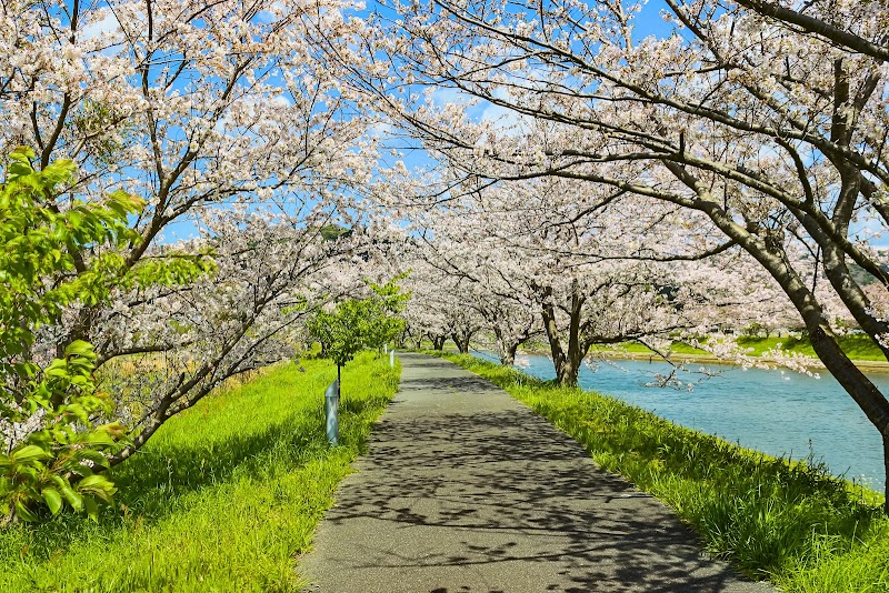 南伊豆町湊の桜並木