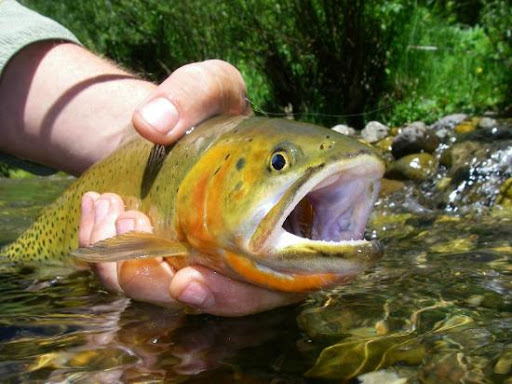 Fishing Charter «Fly Fishing Outfitters», reviews and photos, 1060 W Beaver Creek Blvd, Avon, CO 81620, USA