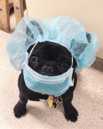 Texas Doggie Daycare MC - Photo 9 - Car repair in Missouri City, TX, Sugar Land