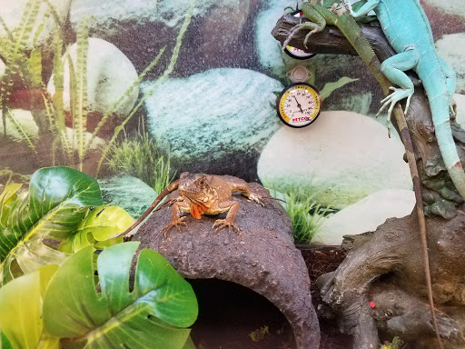 Pet Supply Store «Petco Animal Supplies», reviews and photos, 125 Lincoln Hwy, Exton, PA 19341, USA