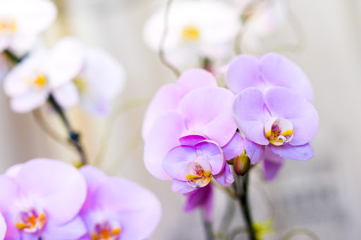 Florist «Melody Flowers», reviews and photos, 14520 Brookhurst St, Westminster, CA 92683, USA