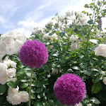 Photo n°2 de l'avis de Heidi_104. fait le 02/07/2021 à 15:46 sur le  Das Ladencafé à Poel