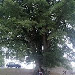 Photo n°1 de l'avis de Domenico.i fait le 26/08/2021 à 02:35 sur le  La Grande Quercia à Carovilli