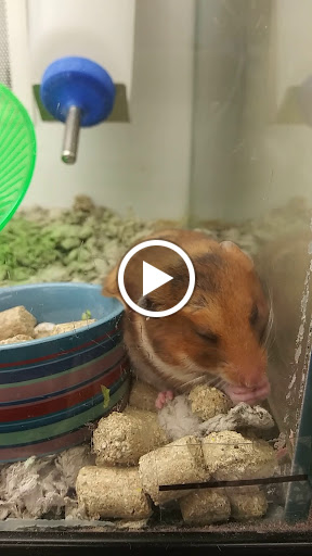 Pet Supply Store «Petco Animal Supplies», reviews and photos, 26209 104th Ave SE, Kent, WA 98030, USA