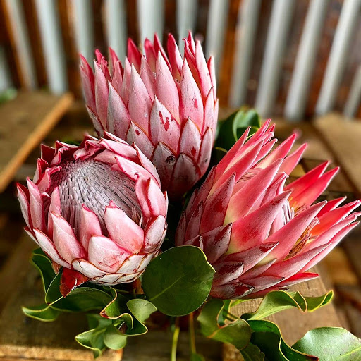 Florist «Berkeley Florist Supply Co Inc», reviews and photos, 2360 NW 23rd St, Miami, FL 33142, USA