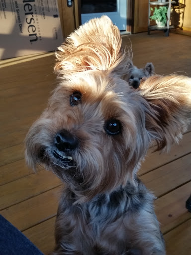 Bessemer McCalla Animal Clinic image