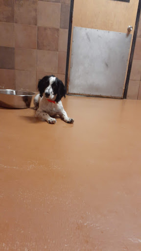 Pet Supply Store «PetSmart», reviews and photos, 200 S Village Center Dr, Southlake, TX 76092, USA