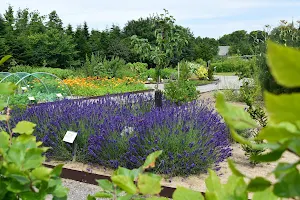 Medicine gardens in Tranekær image