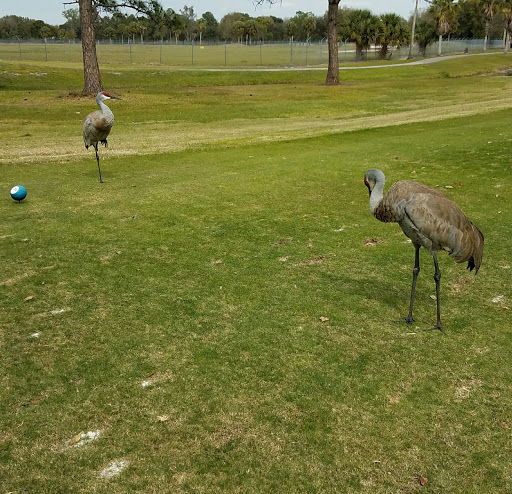 Golf Club «Kissimmee Golf Club», reviews and photos, 3103 Florida Coach Dr, Kissimmee, FL 34741, USA