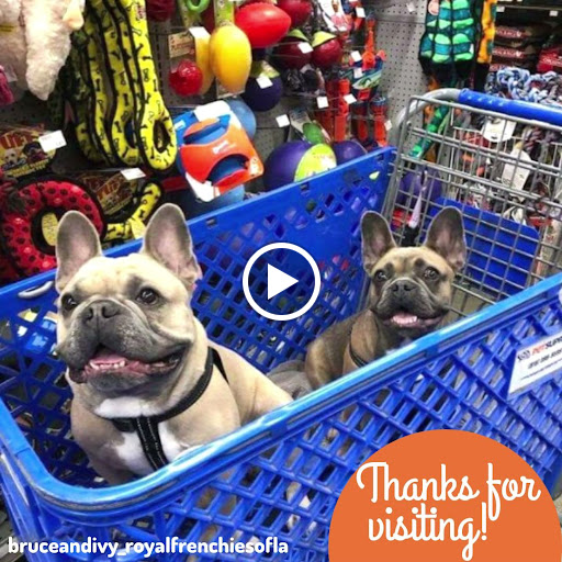 Pet Supply Store «Pet Supreme», reviews and photos, 12823 Foothill Blvd, Sylmar, CA 91342, USA