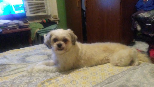 Pet Supply Store «Petland Discounts - Williamsbridge», reviews and photos, 3967 White Plains Rd, Bronx, NY 10466, USA