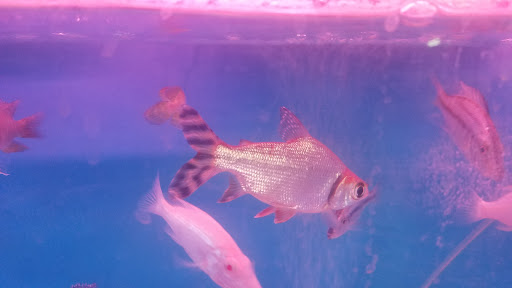 Aquarium Shop «Total Fish & Pets», reviews and photos, 137 Valley Blvd, Alhambra, CA 91801, USA